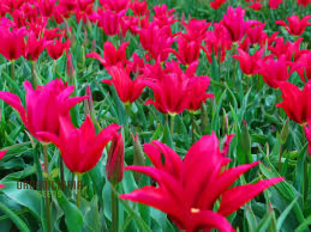 Tulip Doll’s Minuet Bulb Seeds- Premium Gardening Seeds For Stunning Blooms | High-Quality Seeds’