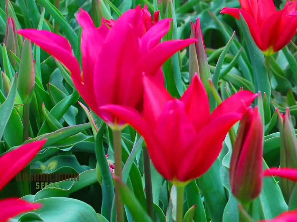 Tulip Doll’s Minuet Bulb Seeds- Premium Gardening Seeds For Stunning Blooms | High-Quality Seeds’