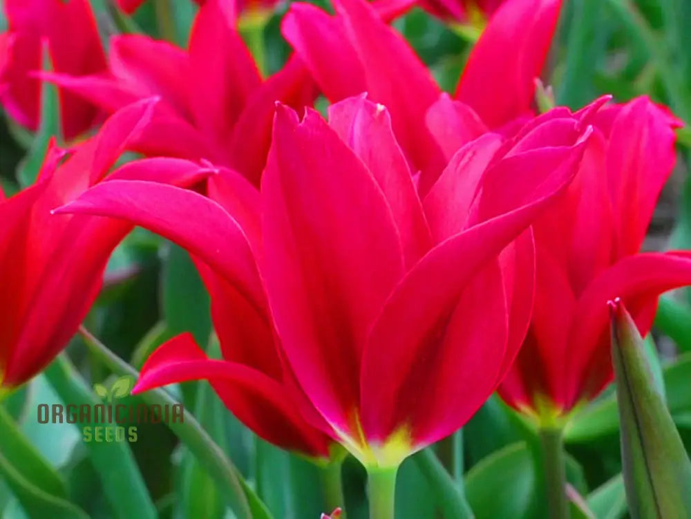 Tulip Doll’s Minuet Bulb Seeds- Premium Gardening Seeds For Stunning Blooms | High-Quality Seeds’