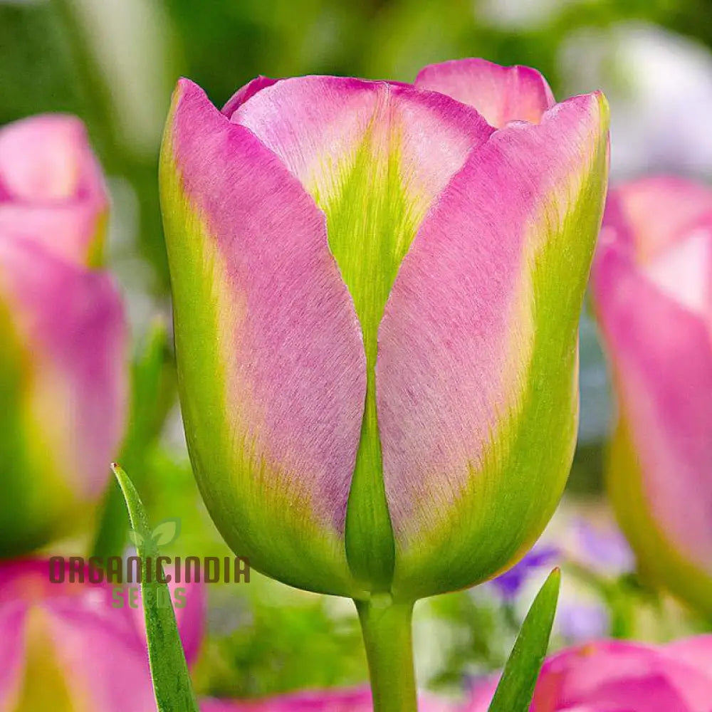 Tulip Greenland Flower Seeds For Planting Beautiful And Bold Tulips For A Striking Spring Garden