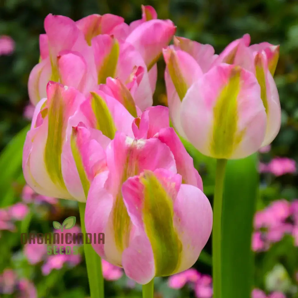 Tulip Greenland Flower Seeds For Planting Beautiful And Bold Tulips For A Striking Spring Garden