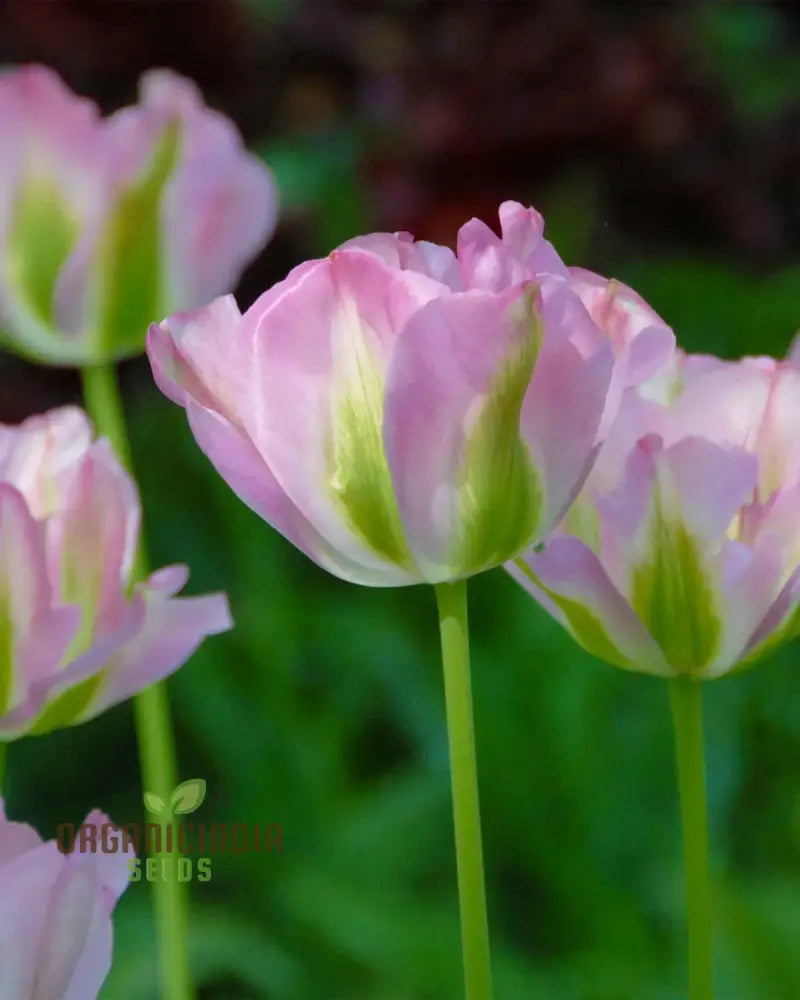 Tulip Greenland Flower Seeds For Planting Beautiful And Bold Tulips For A Striking Spring Garden