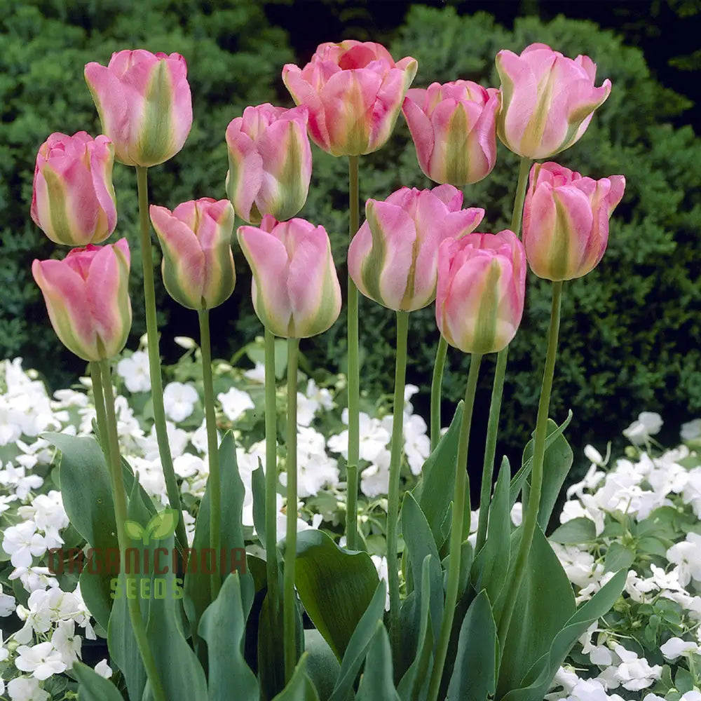 Tulip Greenland Flower Seeds For Planting Beautiful And Bold Tulips For A Striking Spring Garden