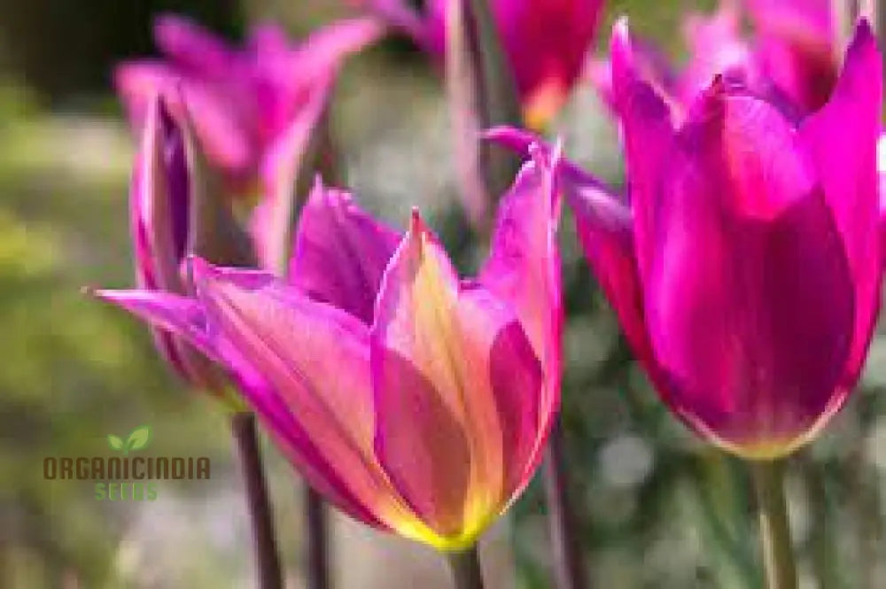 Tulip Purple Dream Bulb Seeds For Vibrant Garden Blooms | Premium Gardening