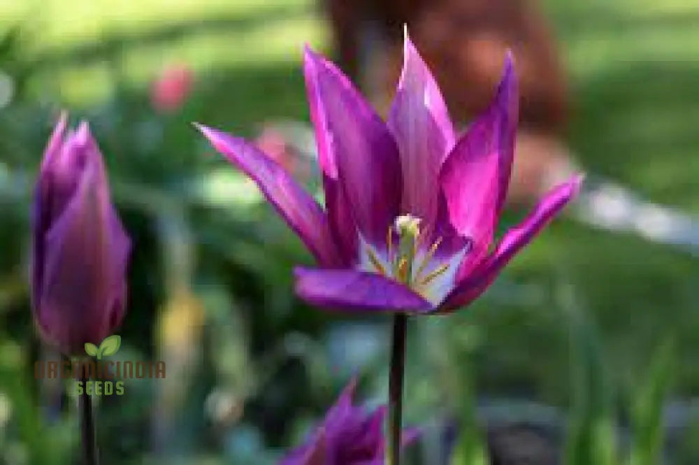 Tulip Purple Dream Bulb Seeds For Vibrant Garden Blooms | Premium Gardening