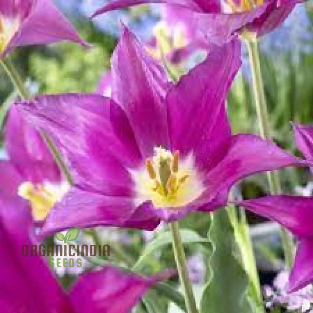 Tulip Purple Dream Bulb Seeds For Vibrant Garden Blooms | Premium Gardening