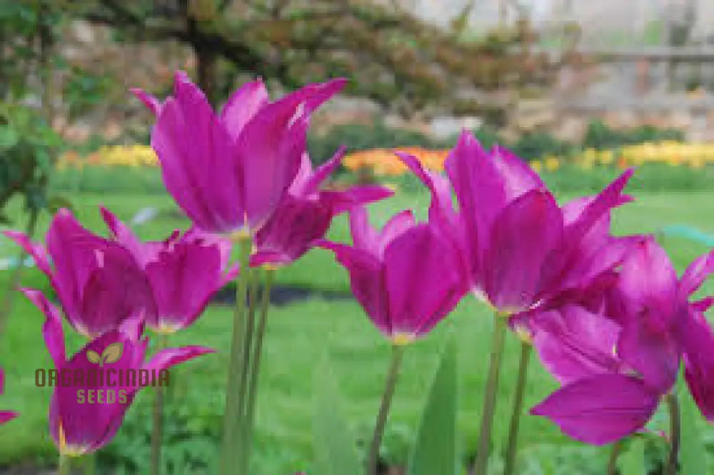 Tulip Purple Dream Bulb Seeds For Vibrant Garden Blooms | Premium Gardening