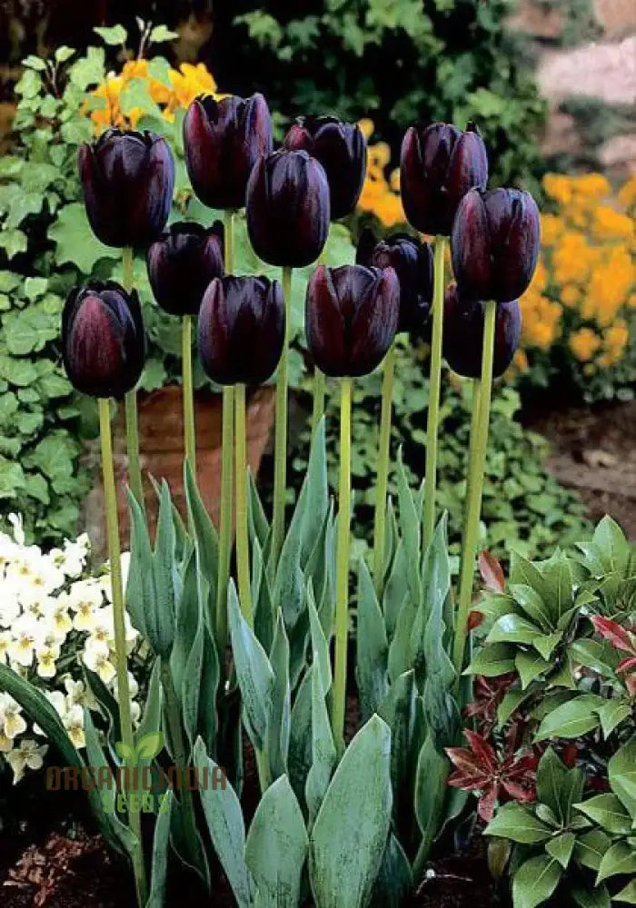 Tulip Queen Of The Night Flower Seeds For Planting Elegant And Dramatic Dark Tulips For A