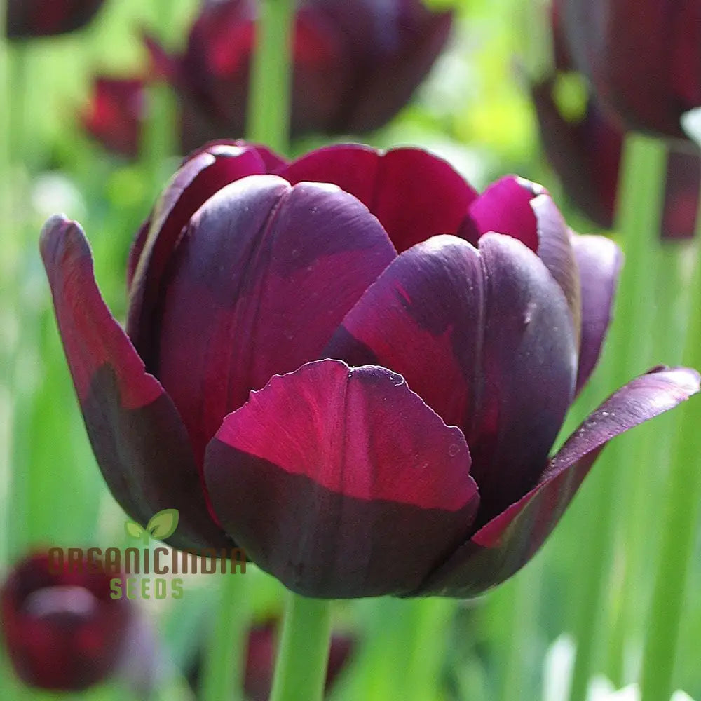 Tulip Queen Of The Night Flower Seeds For Planting Elegant And Dramatic Dark Tulips For A