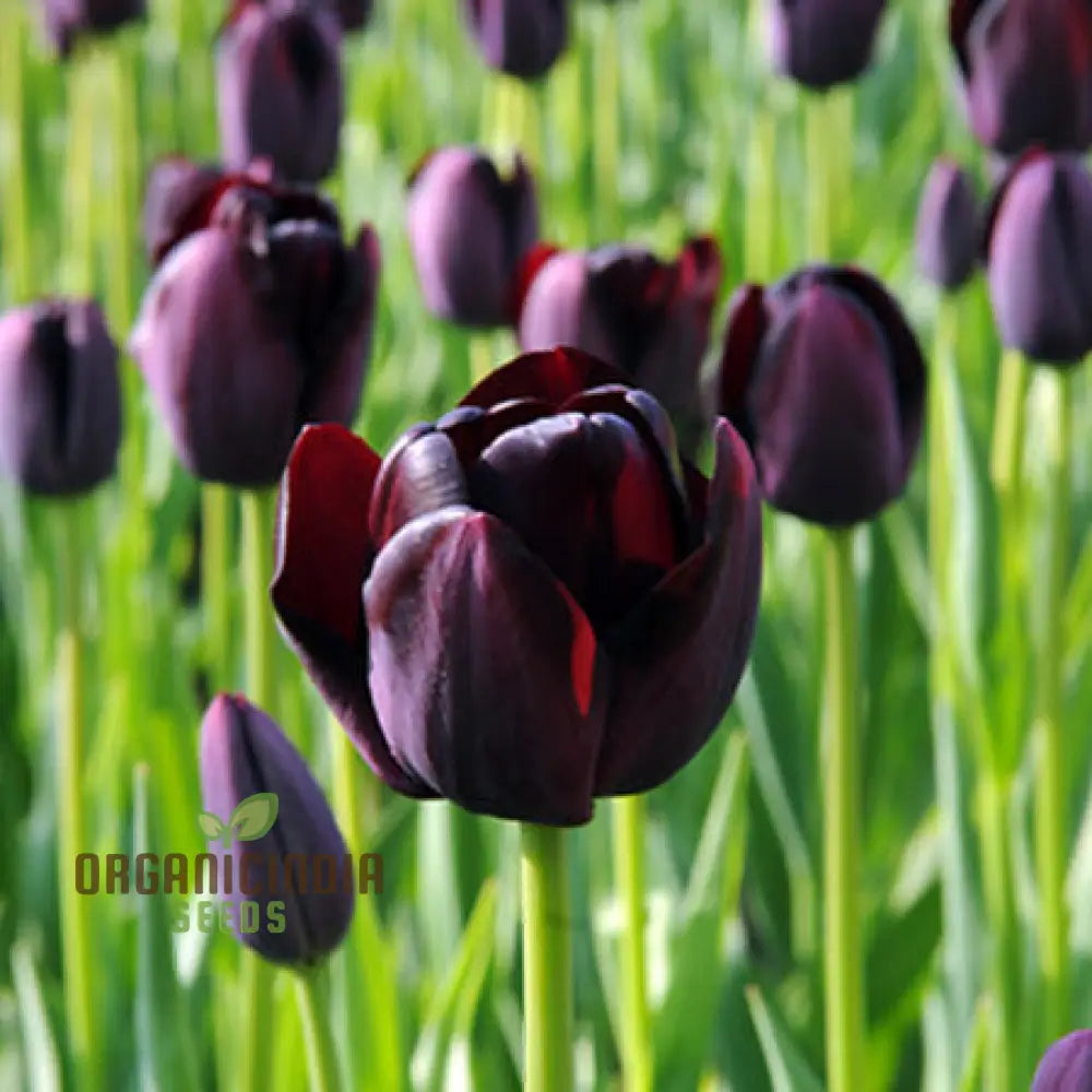 Tulip Queen Of The Night Flower Seeds For Planting Elegant And Dramatic Dark Tulips For A