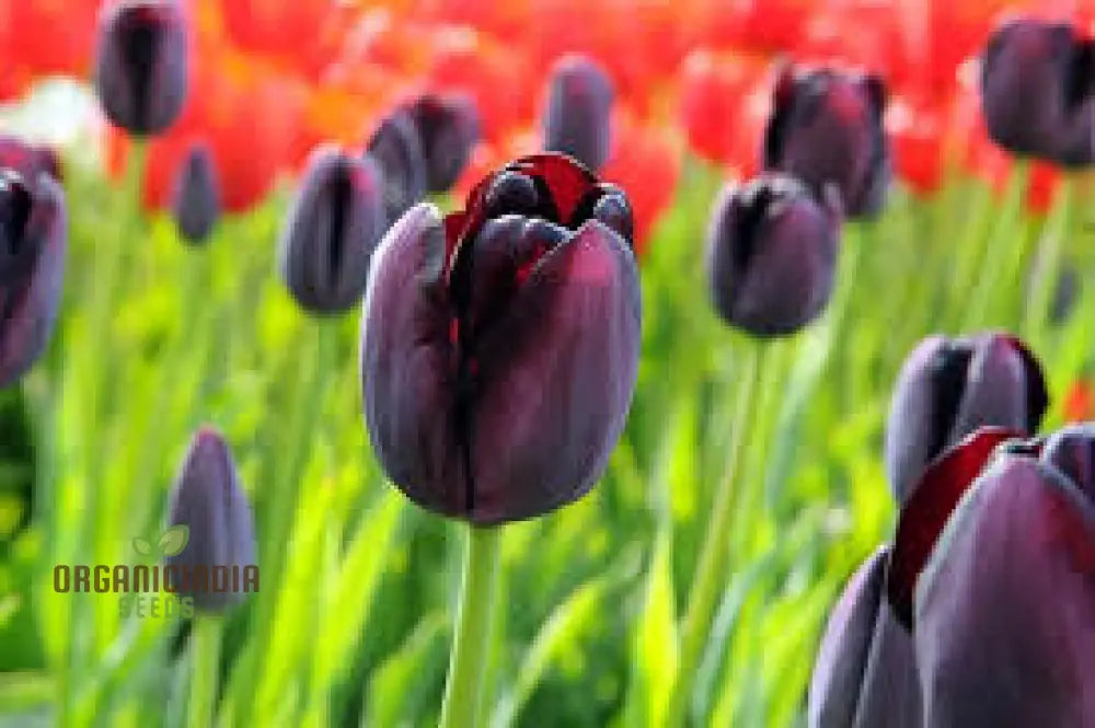 Tulip Queen Of The Night Flower Seeds For Planting Elegant And Dramatic Dark Tulips For A