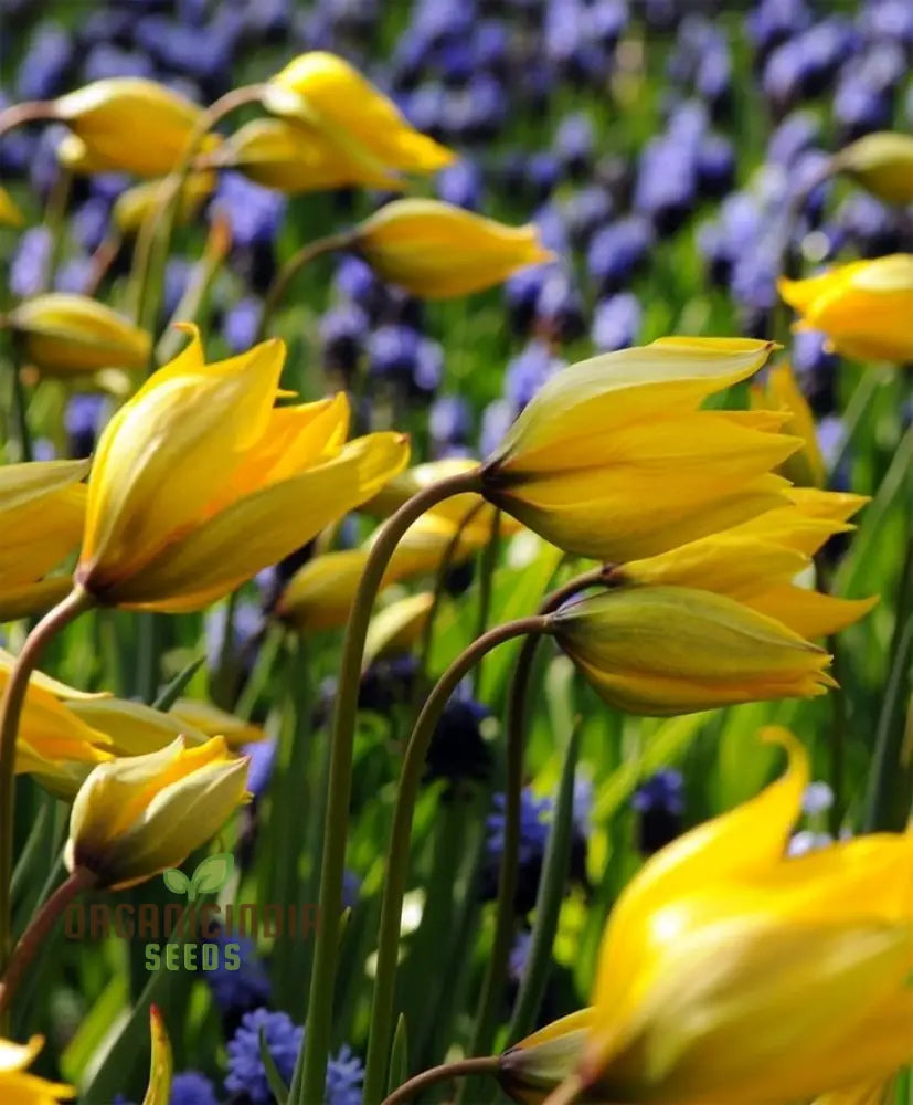 Tulip Sylvestris Flower Seeds For Planting Beautiful Wild Tulips For A Naturalistic And Elegant