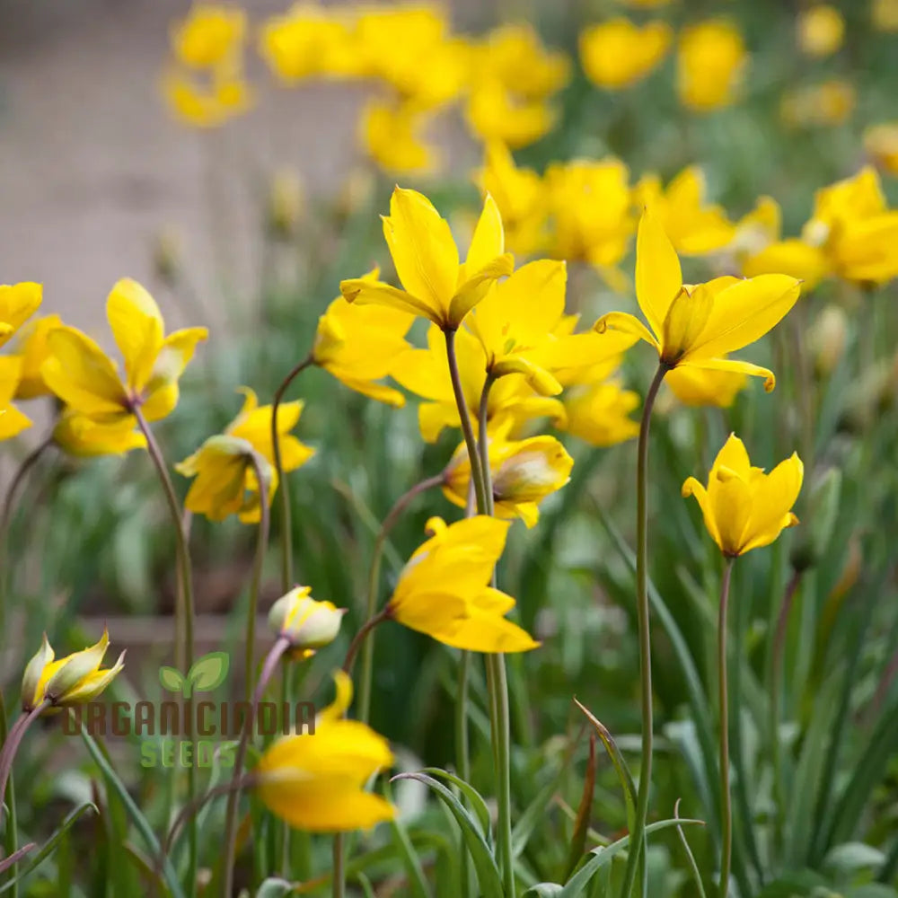 Tulip Sylvestris Flower Seeds For Planting Beautiful Wild Tulips For A Naturalistic And Elegant