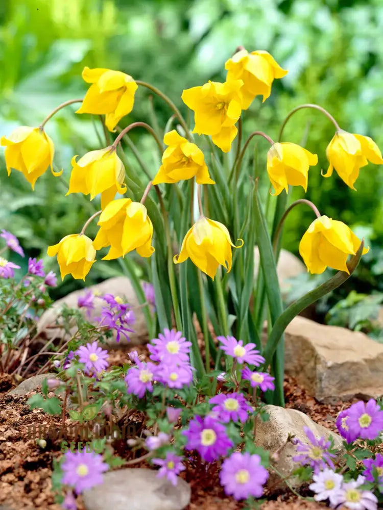 Tulip Sylvestris Flower Seeds For Planting Beautiful Wild Tulips For A Naturalistic And Elegant