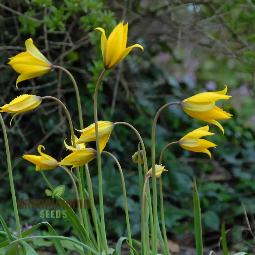 Tulip Sylvestris Flower Seeds For Planting Beautiful Wild Tulips For A Naturalistic And Elegant