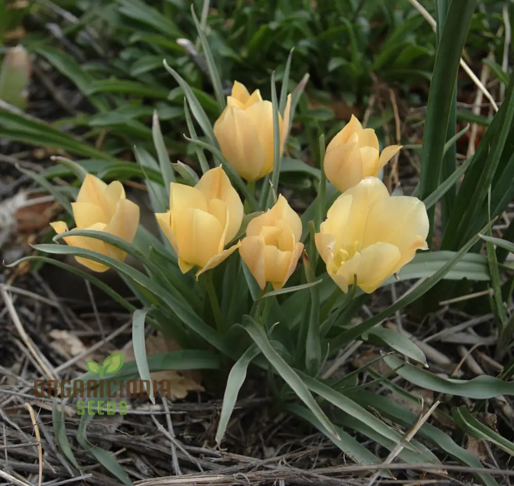 Tulipa Batalinii Seeds For Planting - Ideal Gardening Enthusiasts Buy Organic Flower Online