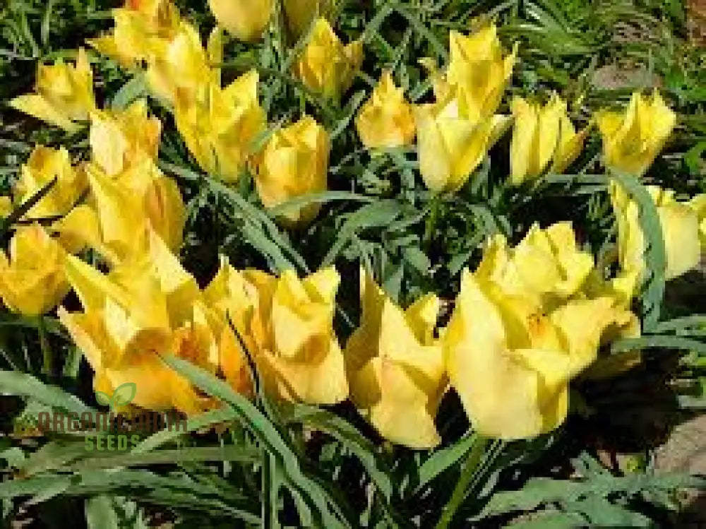 Tulipa Batalinii Seeds For Planting - Ideal Gardening Enthusiasts Buy Organic Flower Online