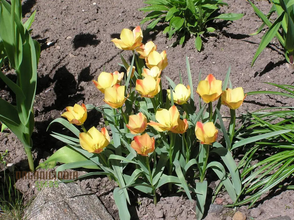 Tulipa Batalinii Seeds For Planting - Ideal Gardening Enthusiasts Buy Organic Flower Online