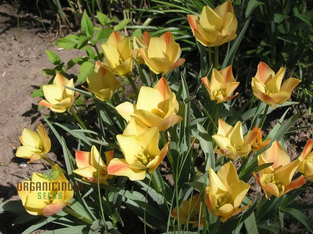 Tulipa Batalinii Seeds For Planting - Ideal Gardening Enthusiasts Buy Organic Flower Online