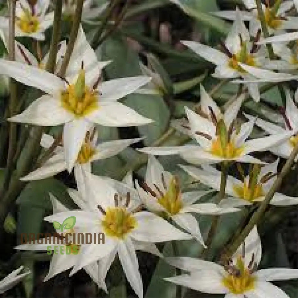 Tulipa Bifloriformis Seeds For Planting - Premium Quality Gardening Tulip Flowers Beautiful Spring