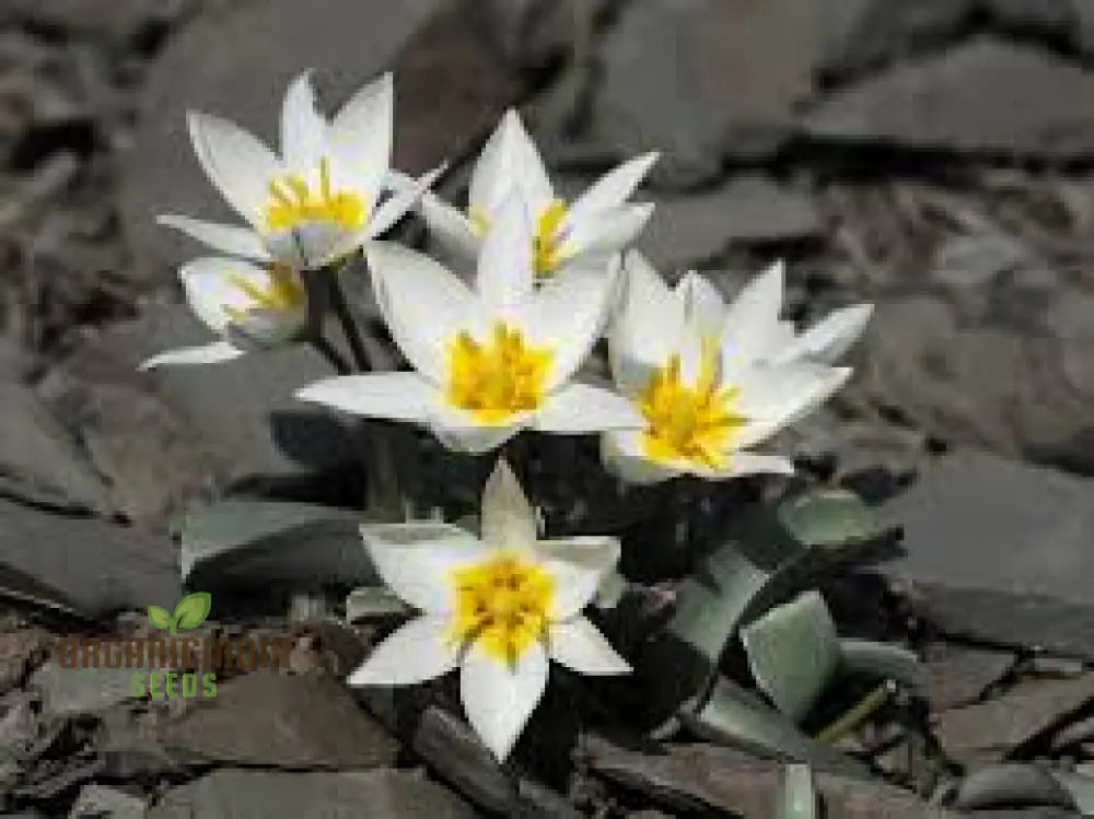 Tulipa Bifloriformis Seeds For Planting - Premium Quality Gardening Tulip Flowers Beautiful Spring