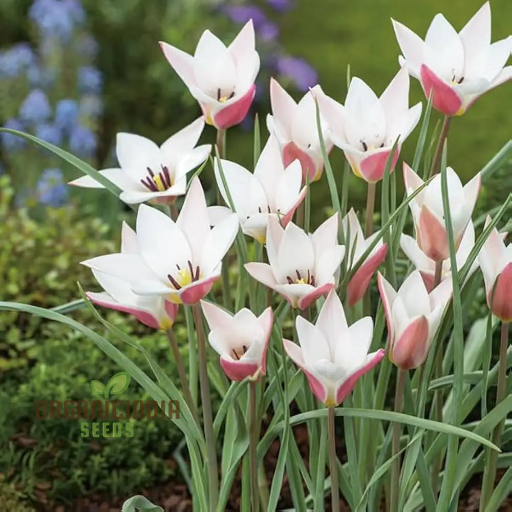 Tulipa Clusiana ’Lady Jane’ Seeds For Planting And Gardening - Perfect Beautiful Spring Blooms