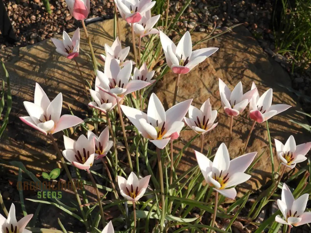 Tulipa Clusiana ’Lady Jane’ Seeds For Planting And Gardening - Perfect Beautiful Spring Blooms