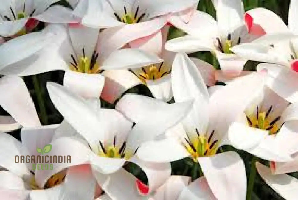 Tulipa Clusiana ’Lady Jane’ Seeds For Planting And Gardening - Perfect Beautiful Spring Blooms