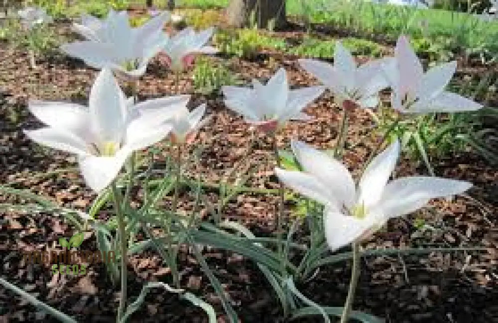 Tulipa Clusiana ’Lady Jane’ Seeds For Planting And Gardening - Perfect Beautiful Spring Blooms