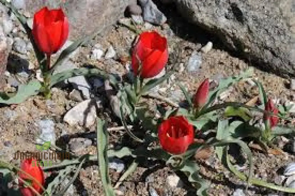 Tulipa Montana Seeds For Planting - Perfect Gardening Enthusiasts Buy Organic Tulip Online