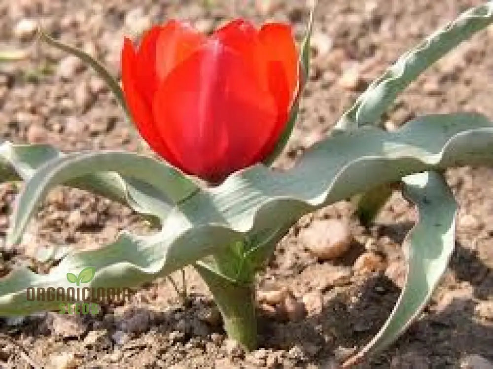 Tulipa Montana Seeds For Planting - Perfect Gardening Enthusiasts Buy Organic Tulip Online