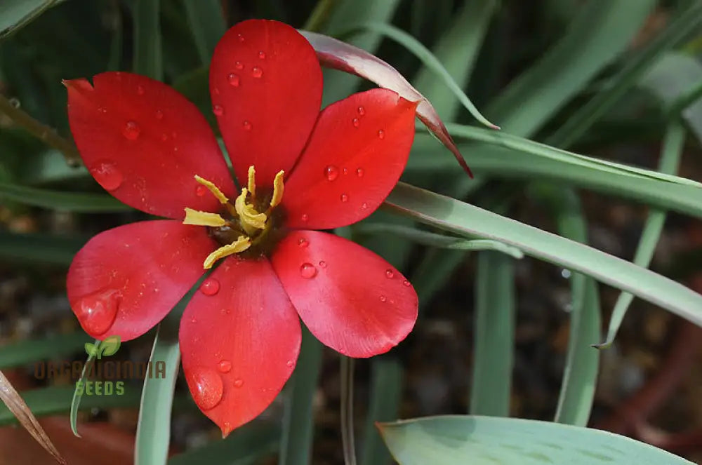 Tulipa Montana Seeds For Planting - Perfect Gardening Enthusiasts Buy Organic Tulip Online