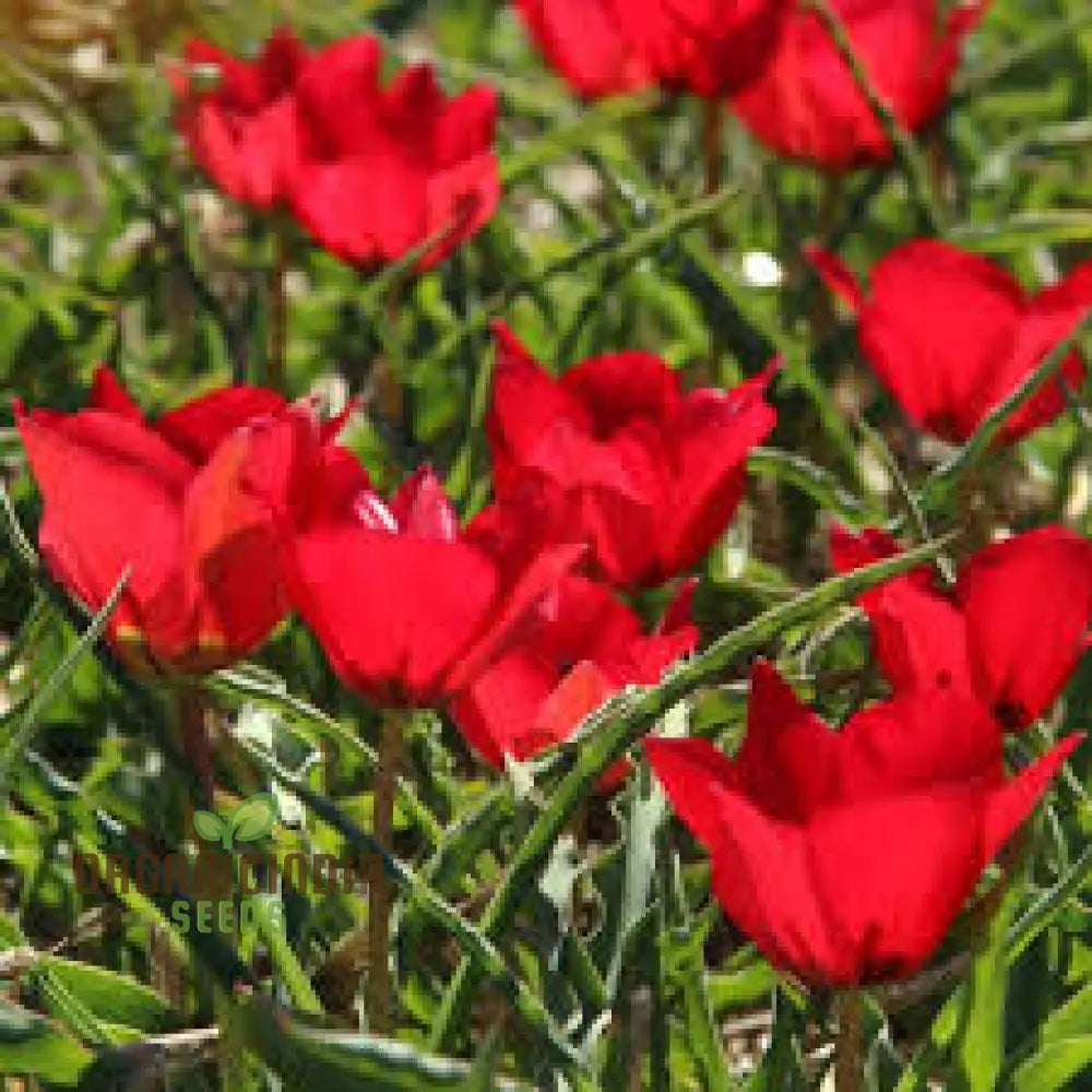 Tulipa Montana Seeds For Planting - Perfect Gardening Enthusiasts Buy Organic Tulip Online