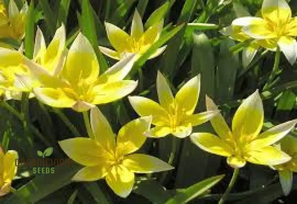 Tulipa Tarda Seeds - Premium Quality For Planting And Gardening Enthusiasts