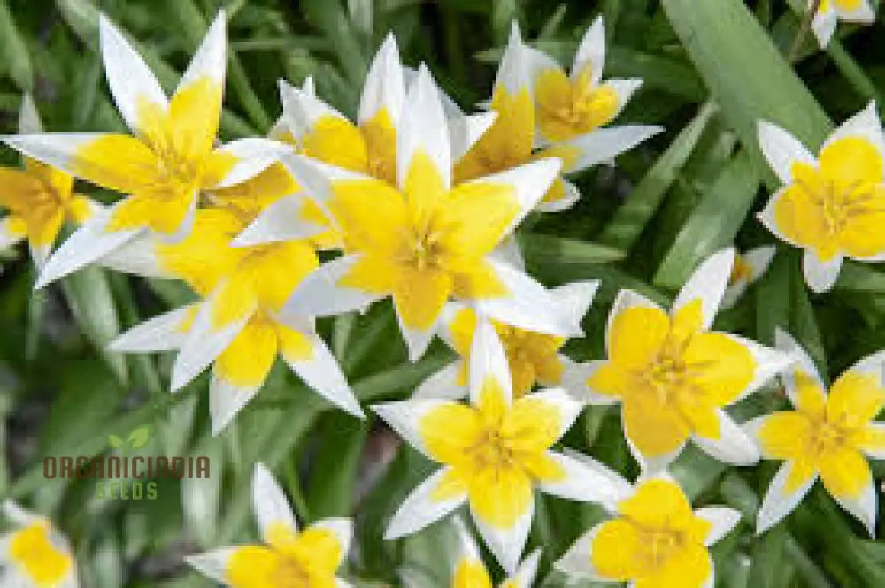 Tulipa Tarda Seeds - Premium Quality For Planting And Gardening Enthusiasts