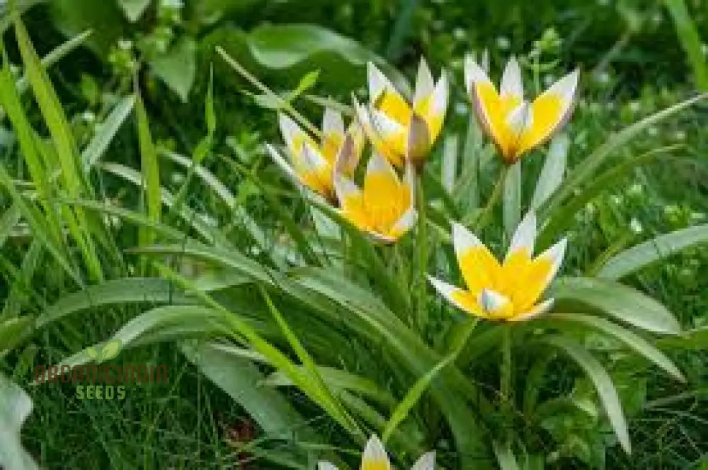 Tulipa Tarda Seeds - Premium Quality For Planting And Gardening Enthusiasts