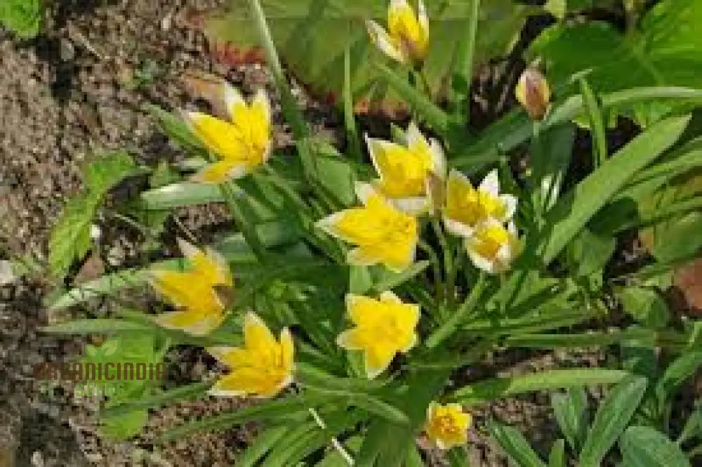 Tulipa Urumiensis Flower Seeds - Ideal For Planting And Gardening Enthusiasts