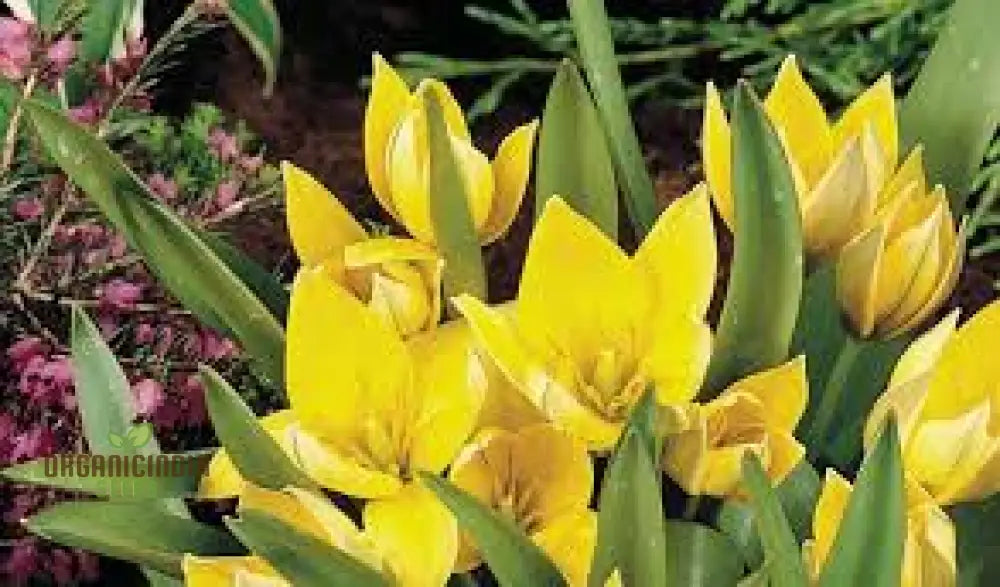 Tulipa Urumiensis Flower Seeds - Ideal For Planting And Gardening Enthusiasts