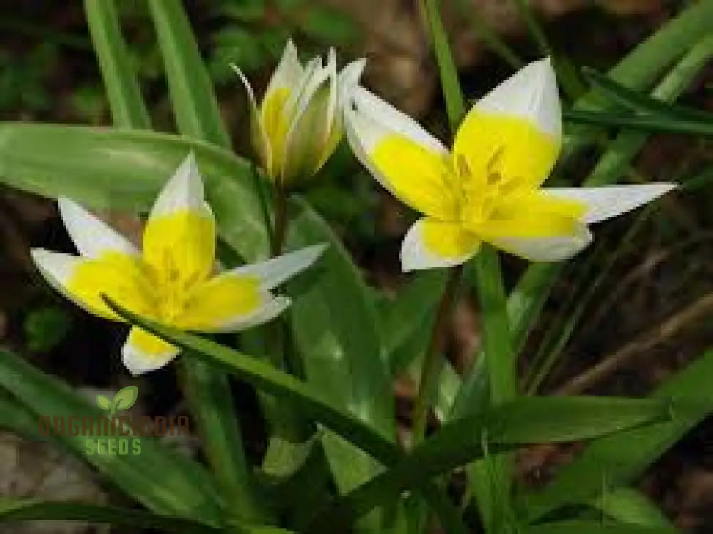 Tulipa Urumiensis Flower Seeds - Ideal For Planting And Gardening Enthusiasts