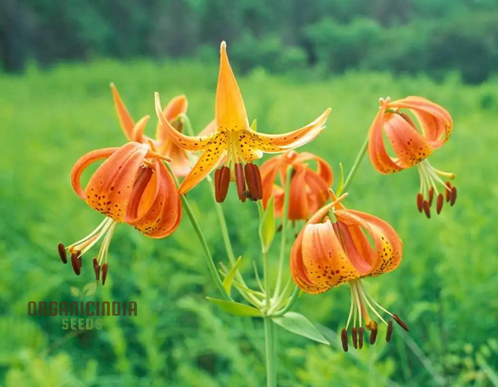 Turk’s Cap Lily (Lilium Superbum) Flower Seeds For Planting 100 Pcs Seeds