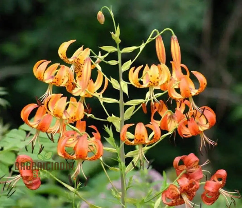 Turk’s Cap Lily (Lilium Superbum) Flower Seeds For Planting 100 Pcs Seeds