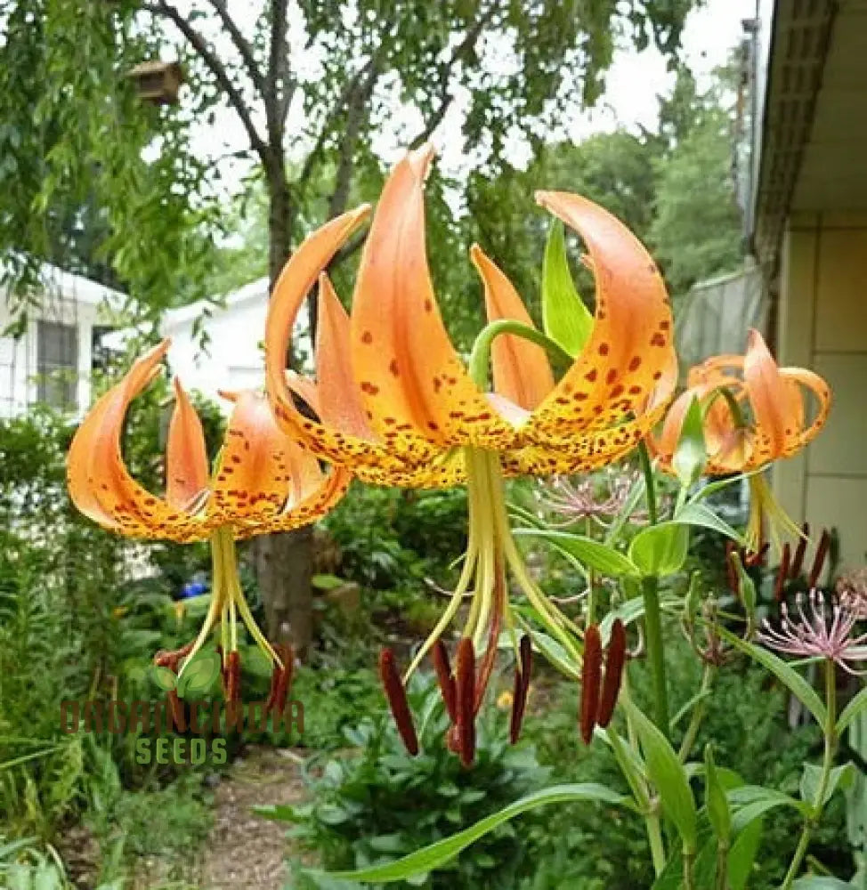 Turk’s Cap Lily (Lilium Superbum) Flower Seeds For Planting 100 Pcs Seeds