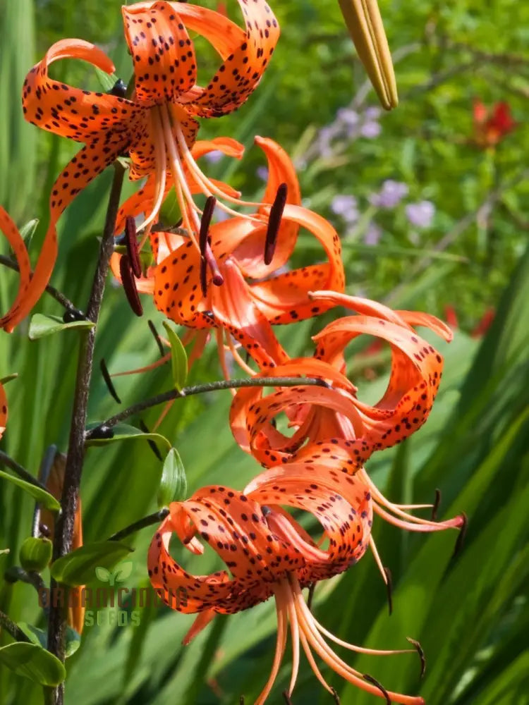 Turk’s Cap Lily (Lilium Superbum) Flower Seeds For Planting 100 Pcs Seeds