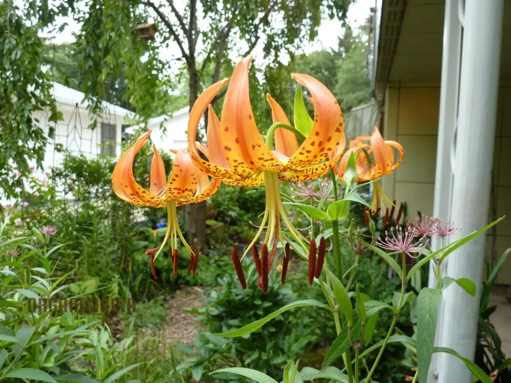 Turk’s Cap Lily (Lilium Superbum) Flower Seeds For Planting 100 Pcs Seeds