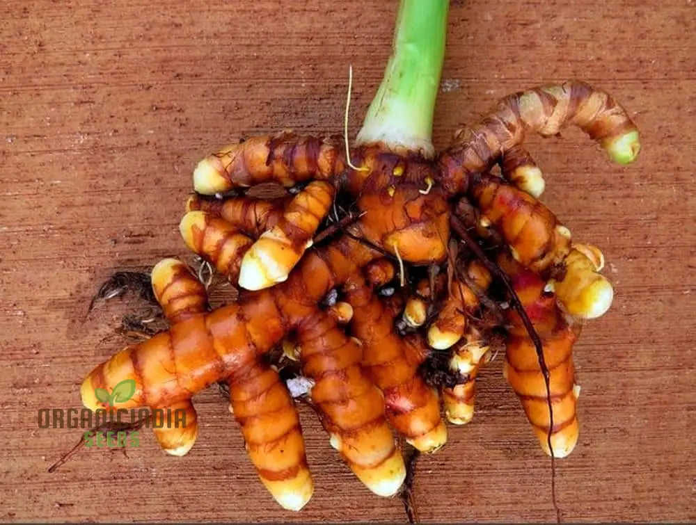 Turmeric Rhizome For Planting - Organic Gardening Seeds | Ideal Home Gardens