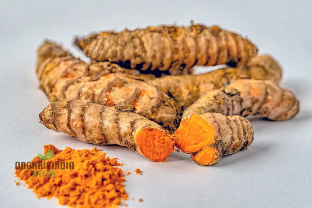 Turmeric Rhizome For Planting - Organic Gardening Seeds | Ideal Home Gardens