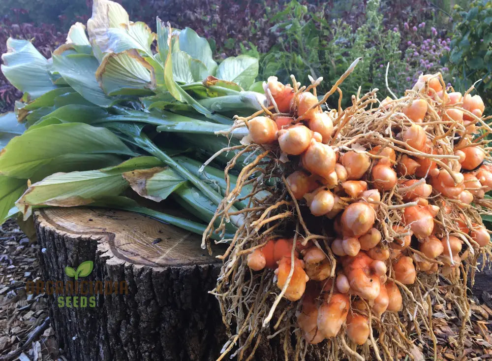 Turmeric Rhizome For Planting - Organic Gardening Seeds | Ideal Home Gardens