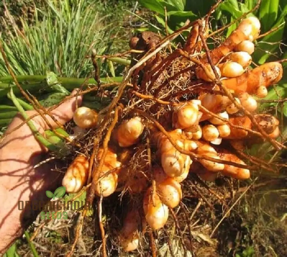 Turmeric Rhizome For Planting - Organic Gardening Seeds | Ideal Home Gardens