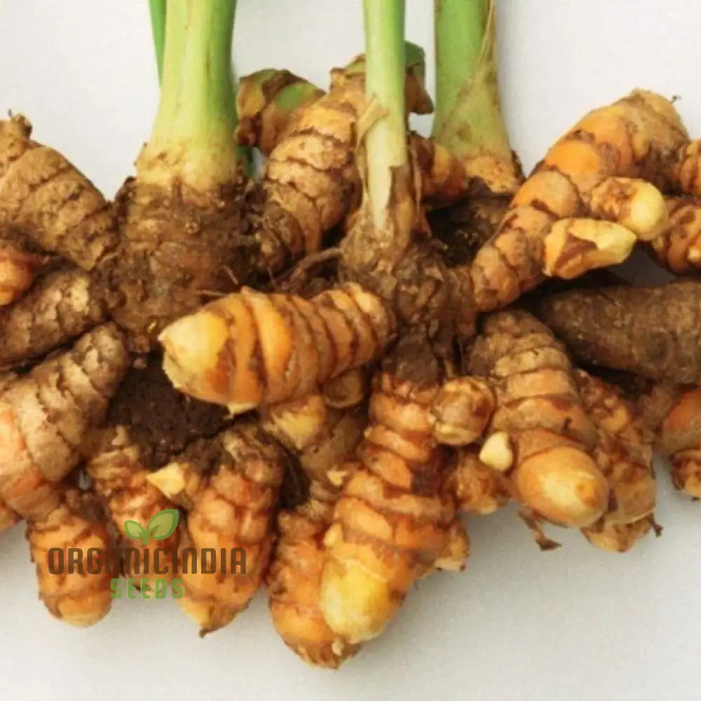 Turmeric Rhizome For Planting - Organic Gardening Seeds | Ideal Home Gardens