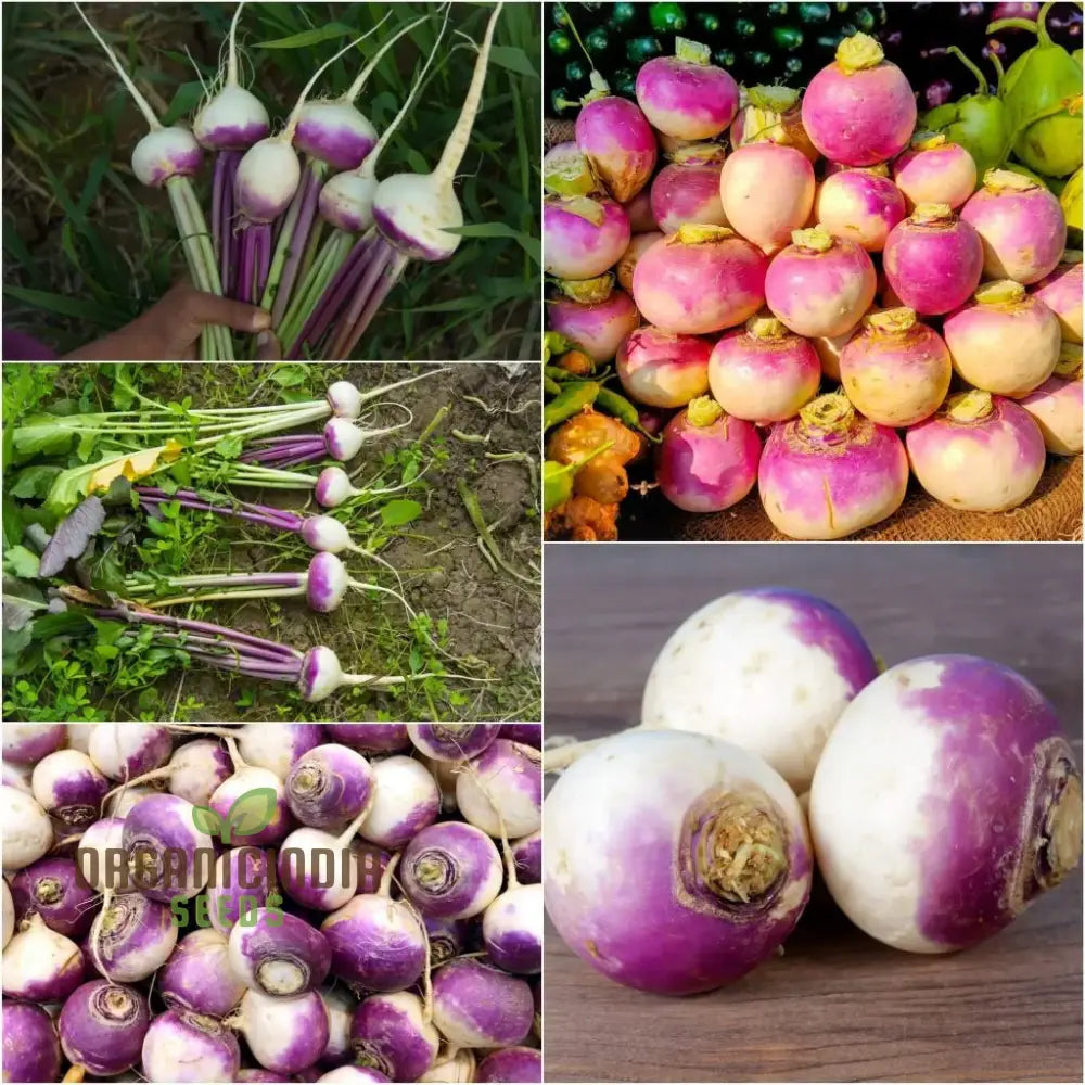 Turnip - Heirloom Mix Vegetable Seeds For Planting Premium Collection For Your Garden